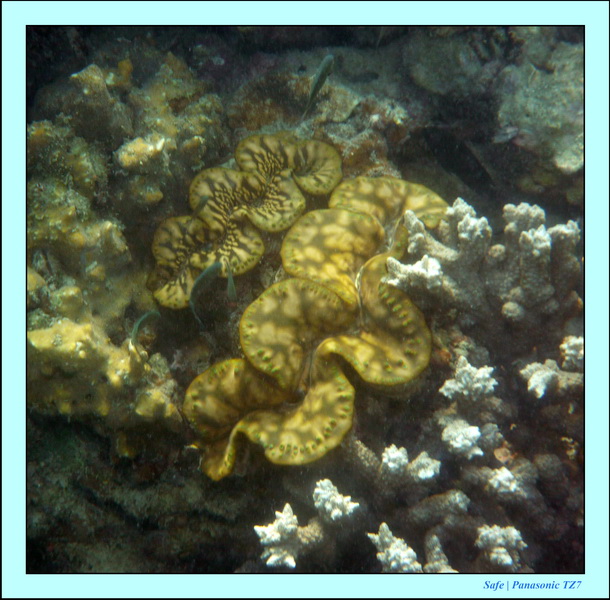 2011 - 03 - Koh Ngai 069